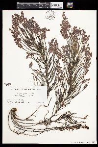Coccophora langsdorfii image