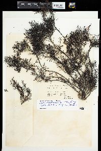 Cystoseira amentacea var. stricta image