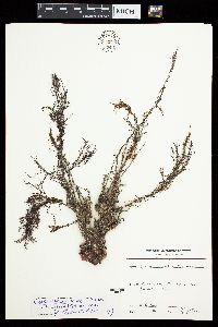 Cystoseira spinosa var. tenuior image
