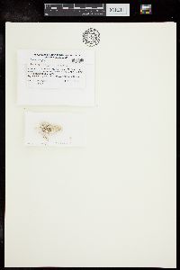 Amphiroa hancockii image