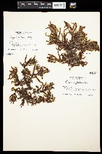 Sargassum fluitans image