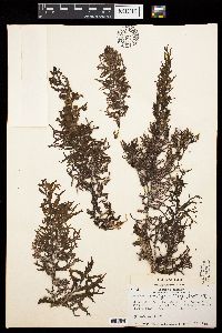 Sargassum furcatum image