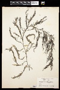 Sargassum henslowianum var. bellonae image