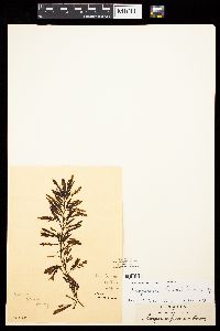 Sargassum horneri image