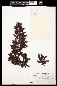 Sargassum hystrix var. spinulosum image
