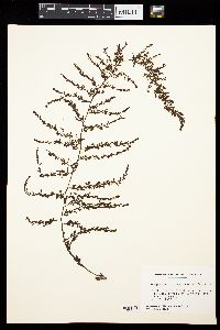 Sargassum muticum image