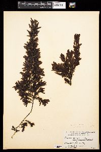 Sargassum pacificum f. congestum image
