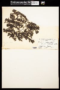 Sargassum pacificum f. rigidiusculum image