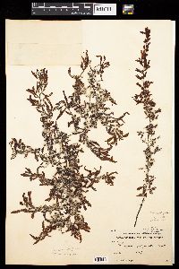 Sargassum polyceratium image