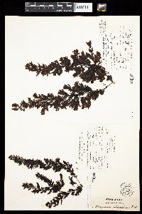 Sargassum polyceratium image