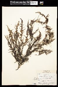 Sargassum pteropleuron image