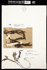 Scaberia agardhii image