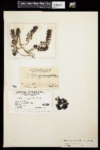 Turbinaria conoides f. laticuspidata image