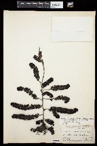 Turbinaria conoides f. laticuspidata image