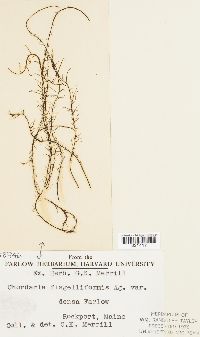 Chordaria flagelliformis f. chordaeformis image
