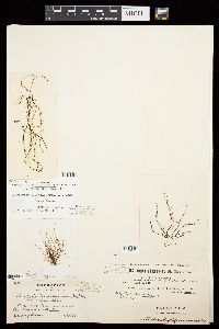 Chordaria flagelliformis f. chordaeformis image