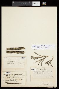 Feldmannia simplex image
