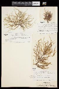 Cladosiphon zosterae image