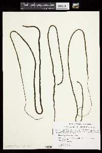 Myriogloea pedicellata image
