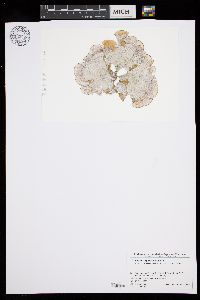 Padina japonica image