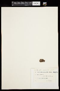 Sphacelaria tribuloides image
