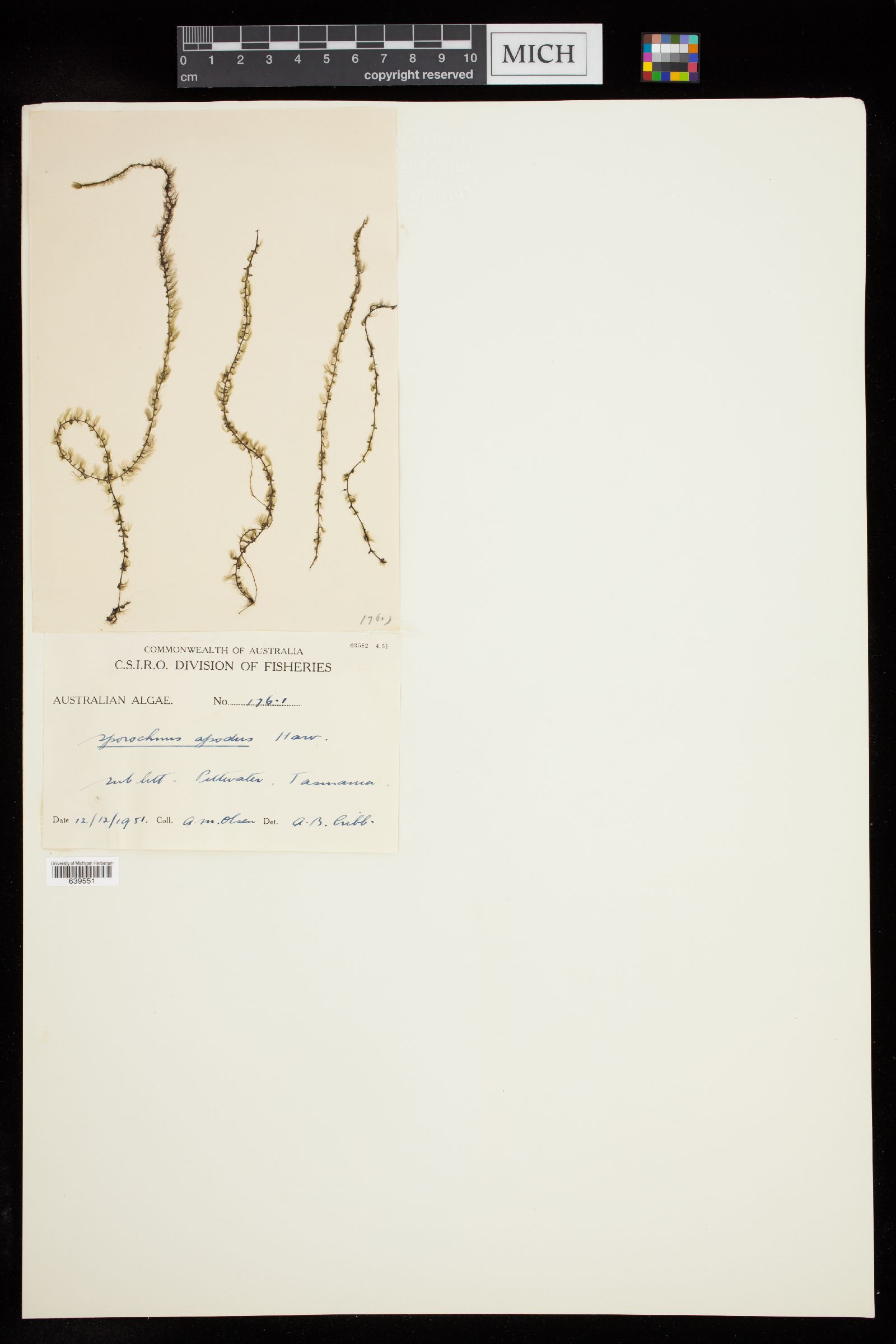 Sporochnus apodus image