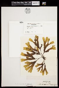 Stoechospermum polypodioides image