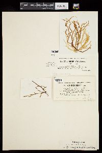 Rosenvingea sanctae-crucis image
