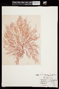 Acrosymphyton caribaeum image