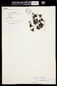 Ahnfeltiopsis glomerata image