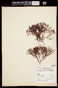 Ahnfeltiopsis durvillei image