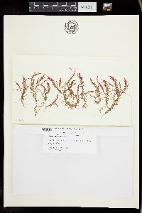 Asparagopsis armata image
