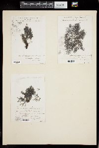 Batrachospermum elegans image