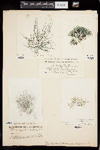 Batrachospermum vogesiacum image