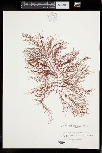 Bonnemaisonia californica image