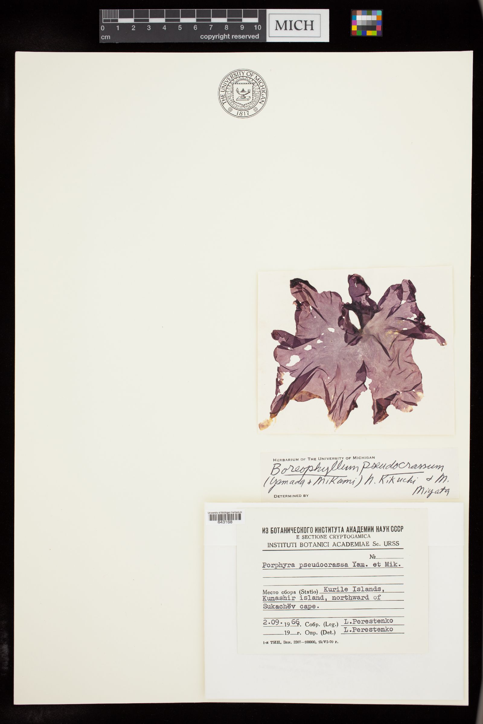 Boreophyllum pseudocrassum image