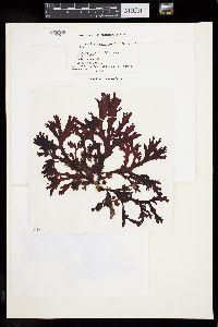 Callophyllis atrosanguinea image