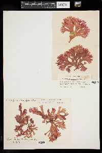 Callophyllis heanophylla image
