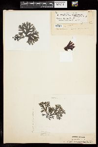 Callophyllis microdonta image