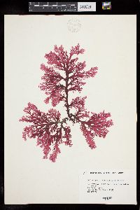 Callophyllis rhynchocarpa image