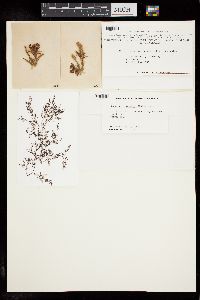 Ceramium tasmanicum image