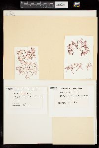 Ceramium californicum image