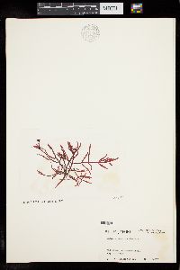 Champia japonica image