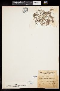 Chondria cnicophylla image