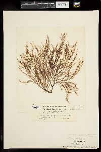 Image of Chondria dasyphylla