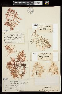 Chondria sedifolia image