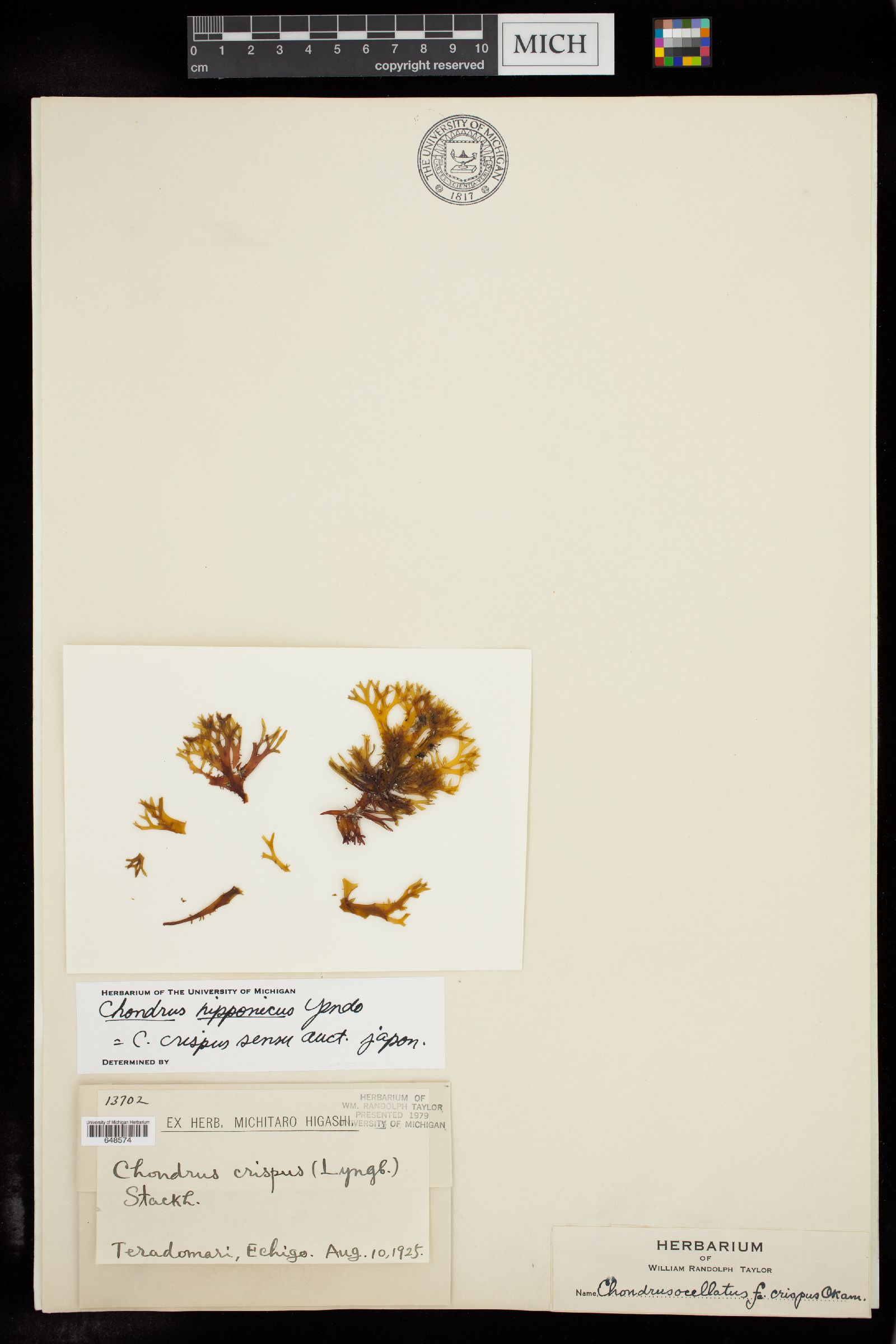 Chondrus nipponicus image