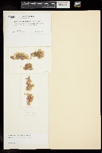 Coelarthrum cliftonii image