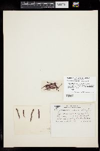 Corynomorpha clavata image
