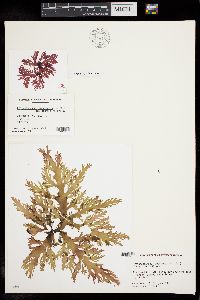 Craspedocarpus ramentaceus image